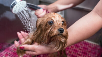 Clínica veterinária popular tem mensalidade de R$ 24,90