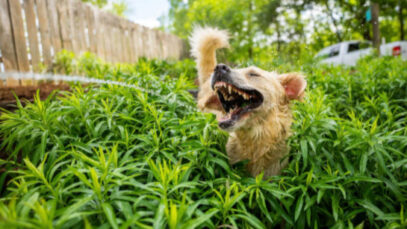fotos engraçadas de pets