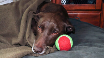 Tremores no cachorro podem ser sinais de doença?