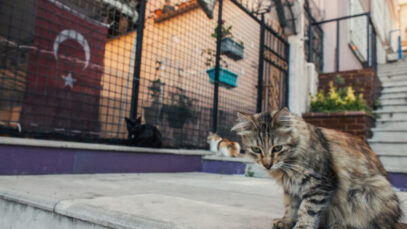 Brasileiros criam método pioneiro para castração de cães e gatos