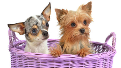 perfil do consumidor pet