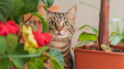 11 plantas pet friendly para sua casa