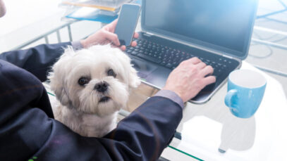 Empresa abre 56 vagas para donos de pet em BH