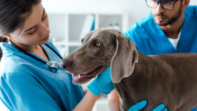 Casal fatura R$ 18 milhões com franquias veterinárias