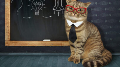 Venture builder quer criar ecossistema de startups no mercado pet