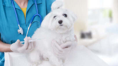 Conheça as vacinas contra gripe canina disponíveis no Brasil