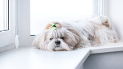 As 5 raças ideais de cachorros para idosos