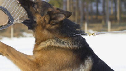 mordidas de cachorro