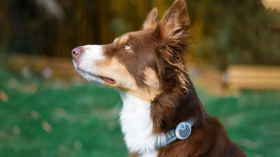 MSD investe em petnologia