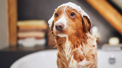 produtos veganos para cães