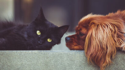 Vereadores não podem legislar sobre venda de animais em pet shops