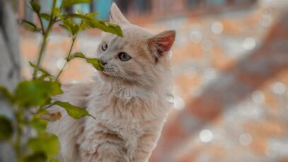 Conhecendo melhor os Gatos Angorá