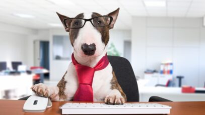 Evento propõe criar startups no mercado pet em 54 horas