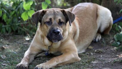 Fila Brasileiro, uma raça nativa