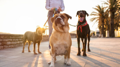 Maior evento de cães do mundo desembarca em São Paulo