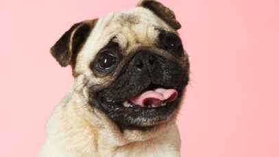 câncer de mama em animais