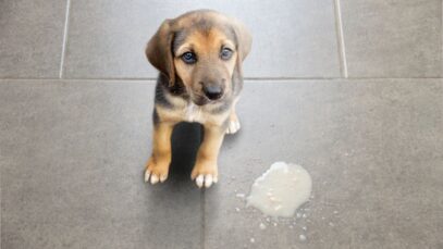 Qual a causa do vômito de espuma branca?