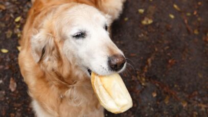 Alimentos que prendem o intestino do cachorro