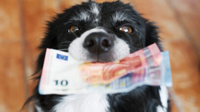 Conta digital estimula conexão entre pet shops e tutores