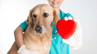 Novo plano de saúde para pets promote custo zero para tutores