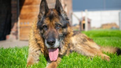 Quantos anos vive um cachorro