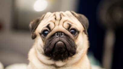 pug