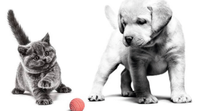 ROYAL CANIN® participa do CBA Fortaleza 2023