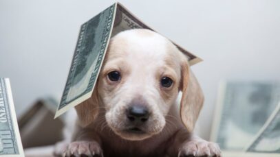 Varejo pet prevê faturamento recorde de R$ 59,9 bilhões