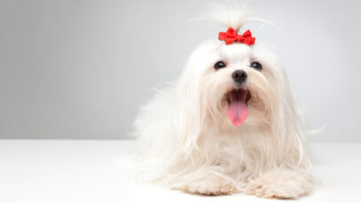 Empresária inova e cria loja especializada em laços para cães