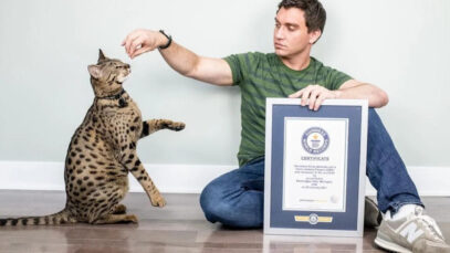 Maior gato do mundo entra para o Guiness