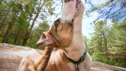 Como saber quando a coceira pode ser um problema?