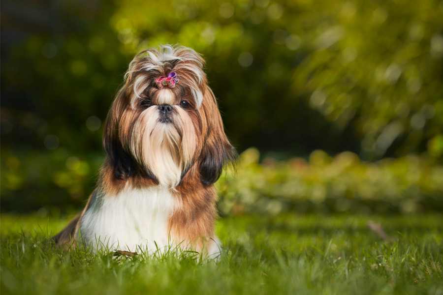 shih tzu roubos de cachorros