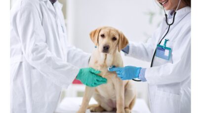 Animais debilitados ganham solução nutricional inovadora