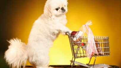 Consumo em pet shops muda perfil com novos tutores