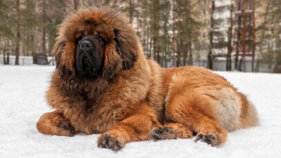 Cães mais caros do mundo