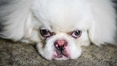 absorvente para cachorro