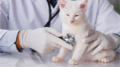 Projeto de Lei quer extinguir diploma de veterinário