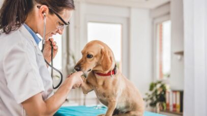 Seguro para pets deve movimentar US$ 8 bilhões em três anos