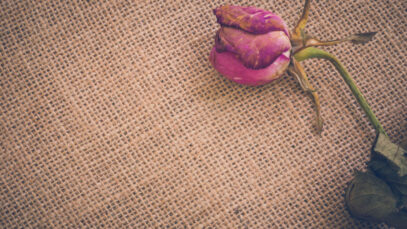 O que fazer após a morte do meu cão?