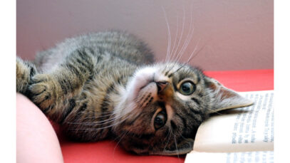 Animais de estimação não podem receber herança