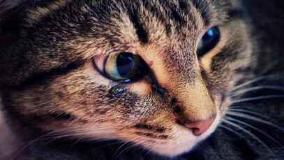 olho do gato lacrimejando