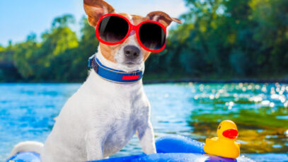 Cuidados para adotar com os pets no verão