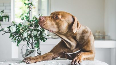 Calmante para cachorro
