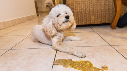 Conheça os alimentos tóxicos para pets