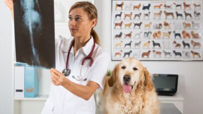 clínicas veterinárias