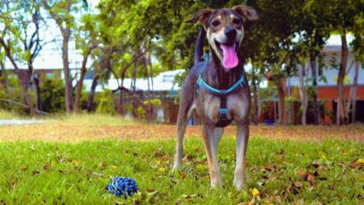 Biovet apoia projeto social que resgata animais das regiões devastadas no Litoral Norte de SP