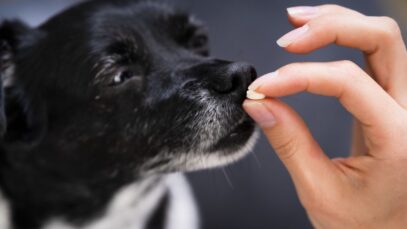 antibióticos para cachorros