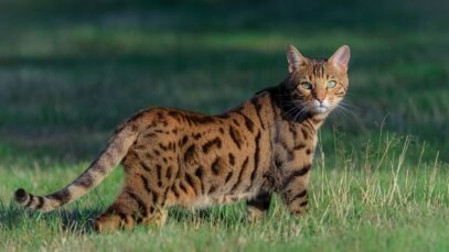 gato bengal
