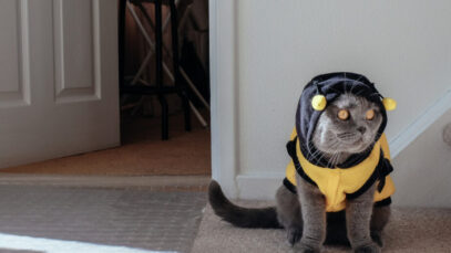 Picada de abelha em gatos