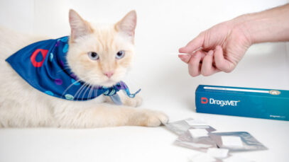 Crescimento no mercado pet impulsiona a economia na região Sudeste